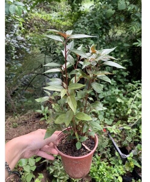 Cây bọ mắm làm giống (dược liệu chữa ho)