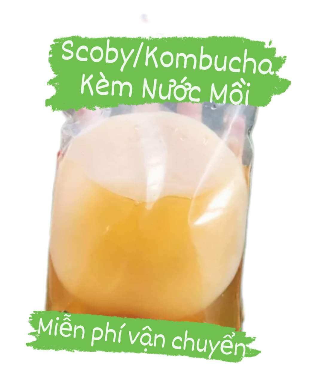 ComBo SCOBY/ KOMBUCHA Đầy Đủ Làm Trà Kombucha