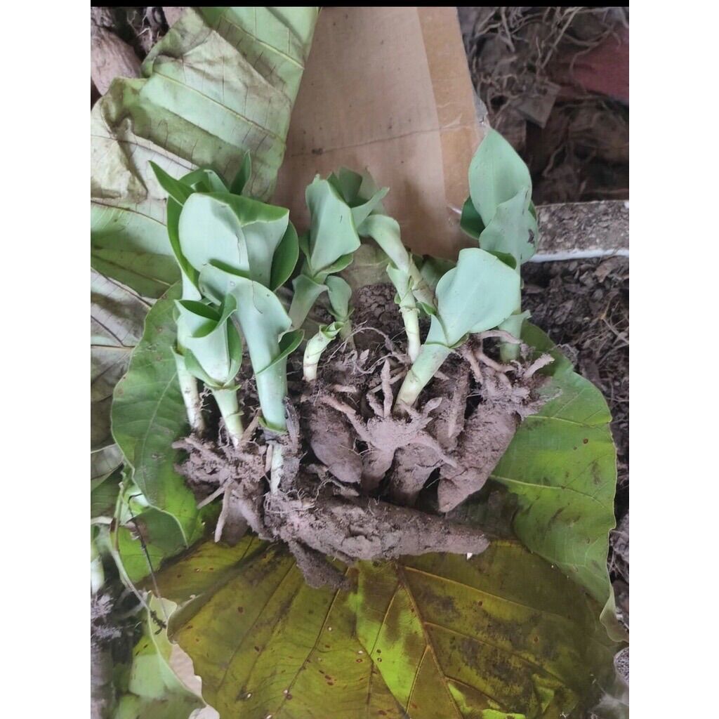 Hoa lan Bạc Phượng sỉ 5k( set 5 củ)
