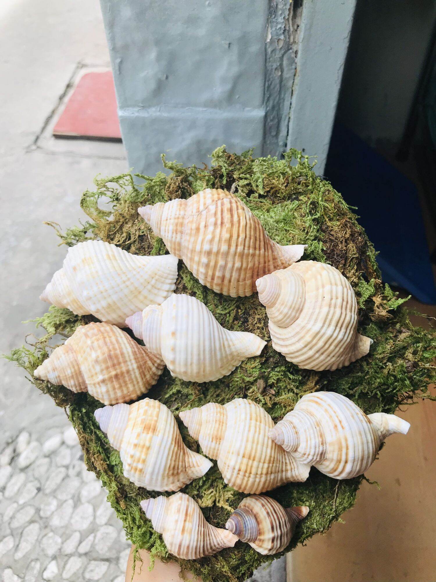 Vỏ Nhung trang trí bể cá, dùng cho ốc mượn hồn