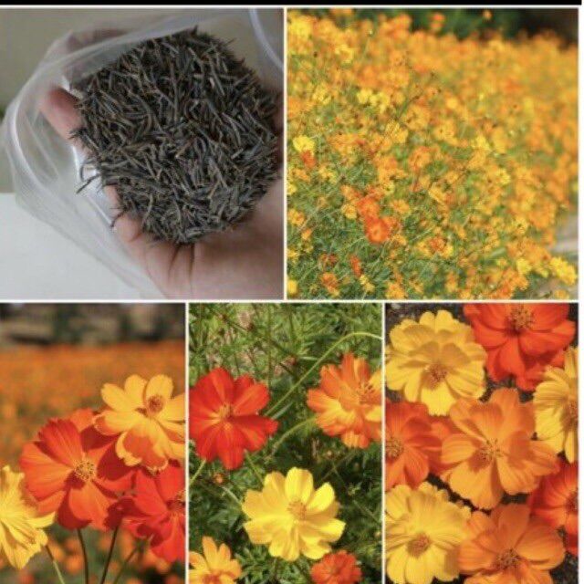 Hạt giống hoa sao nhái vàng cam dễ trồng màu sắc rực rỡ