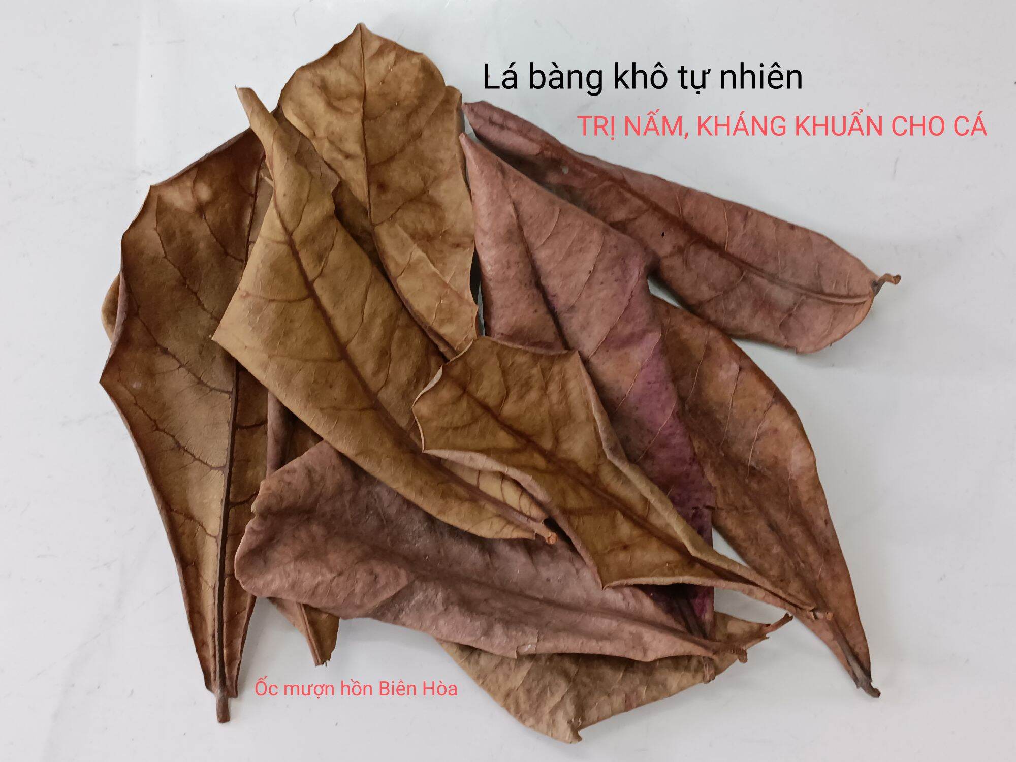 Lá bàng khô tự nhiên. omh biên hòa