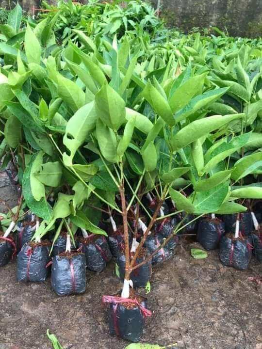cây giống roi mận đỏ