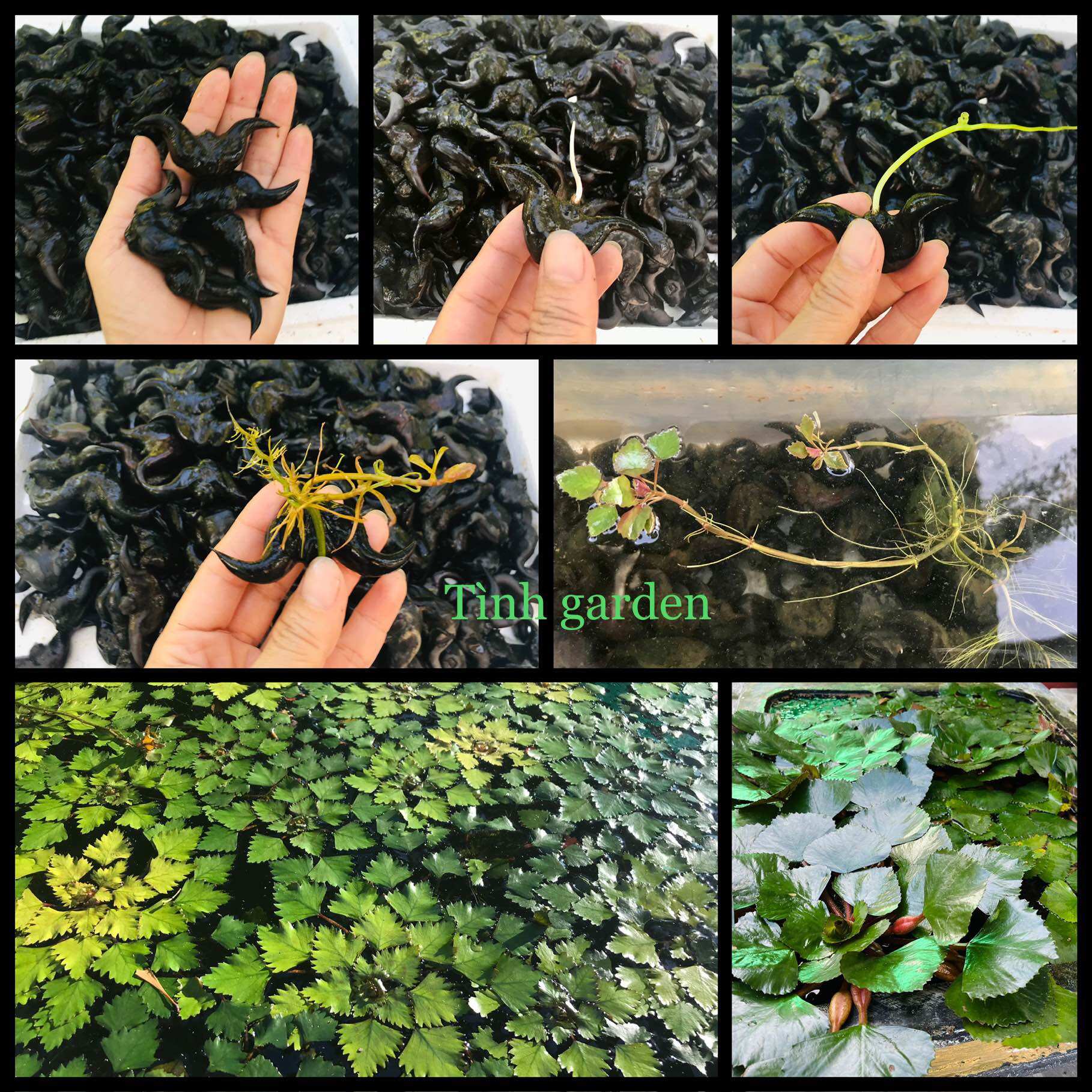 Củ ấu giống 15 củ