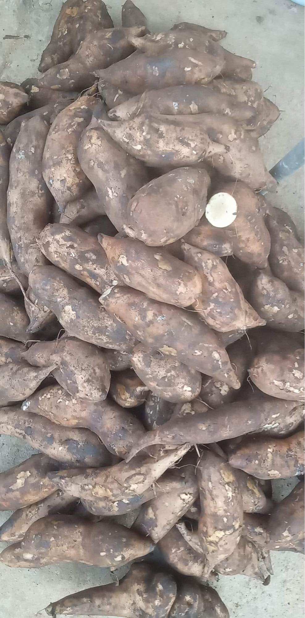 Sét 5kg Khoai Sâm đất Lào Cai (size to 4-5củ/1kg)