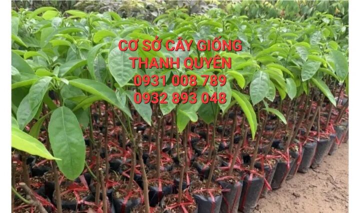 Cây dâu xanh gia bảo,dâu da,dâu ngọt