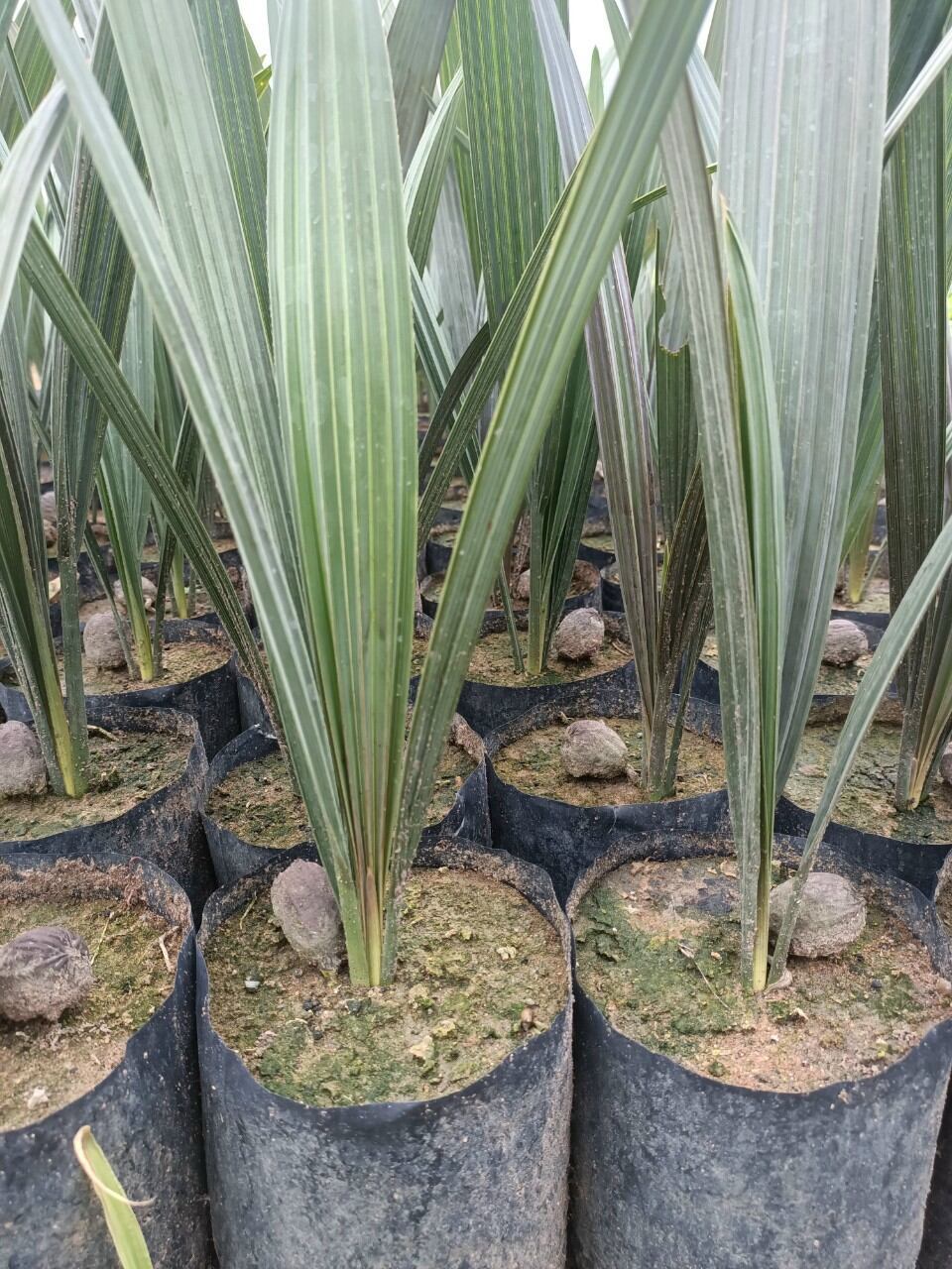 Kè bạc 50cm