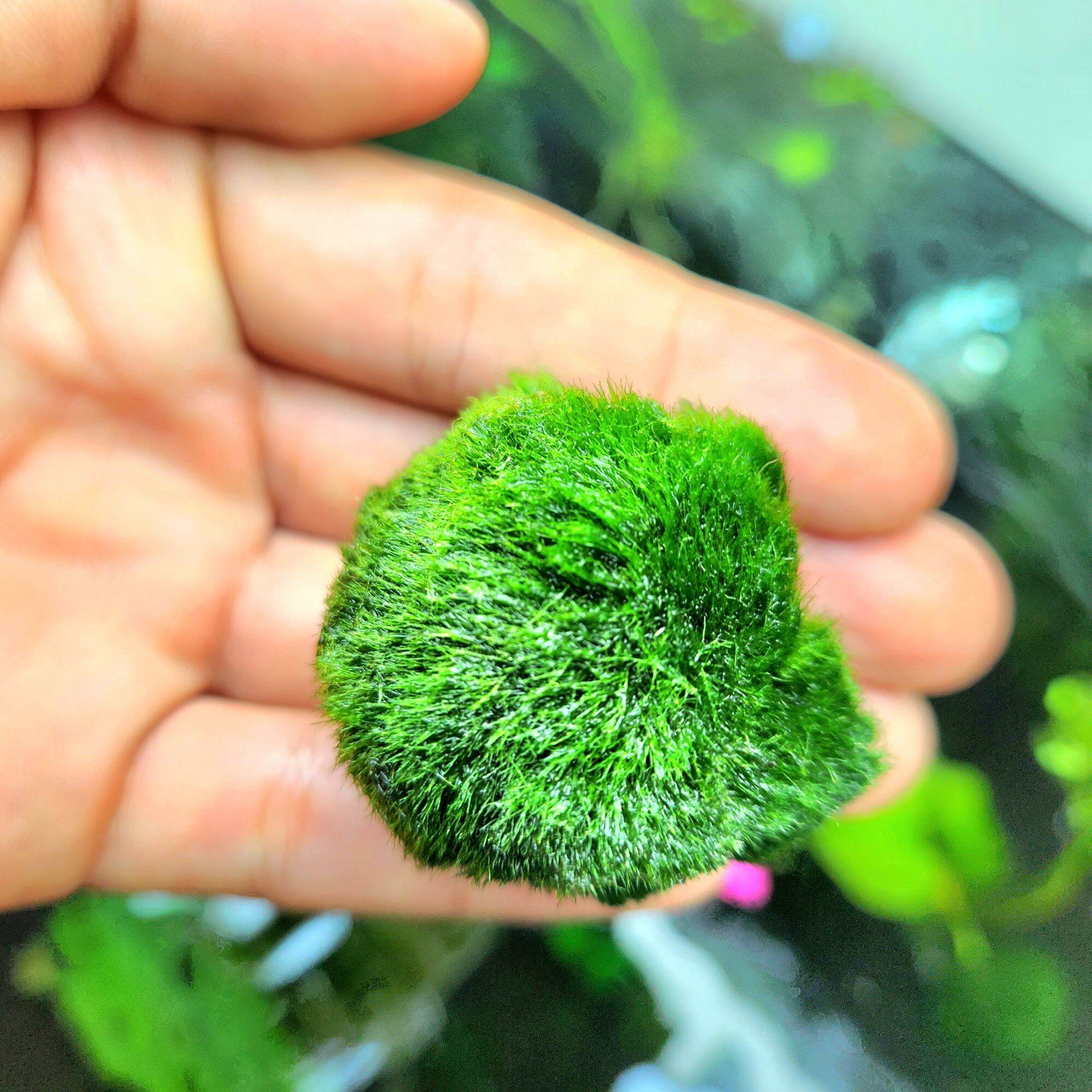 Tảo cầu Marimo Moss Ball trang trí hồ tép, thủy sinh (Size lớn 3cm)