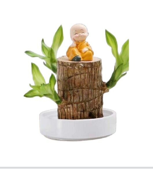 Thiết mộc lan tiểu cảnh để bàn cây giống không kèm chậu dài từ 10 => 15cm
