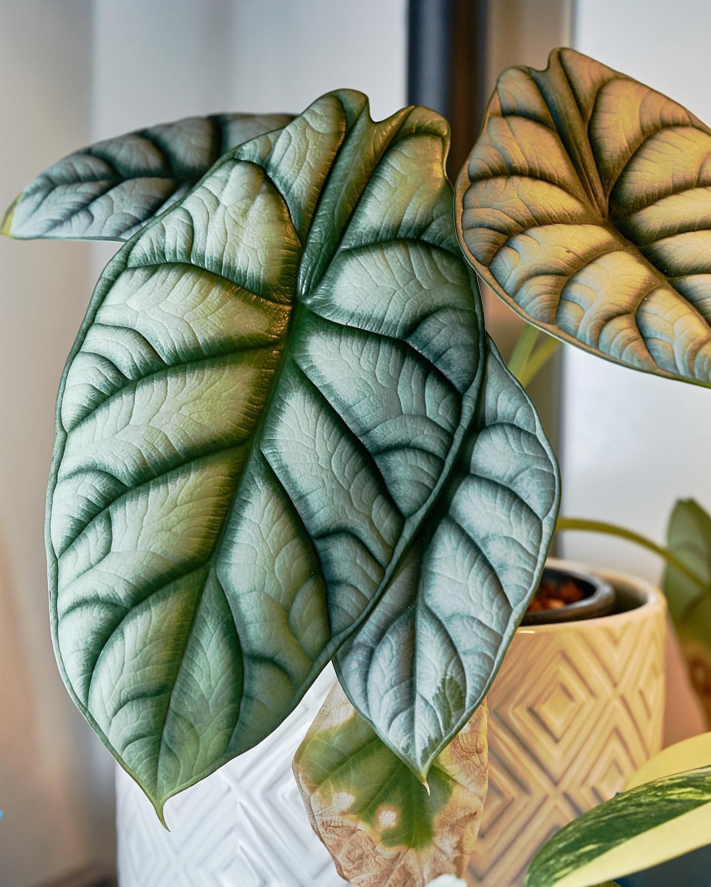 Alocasia Dragon Silver - Cây Rồng Bạc ảnh thật