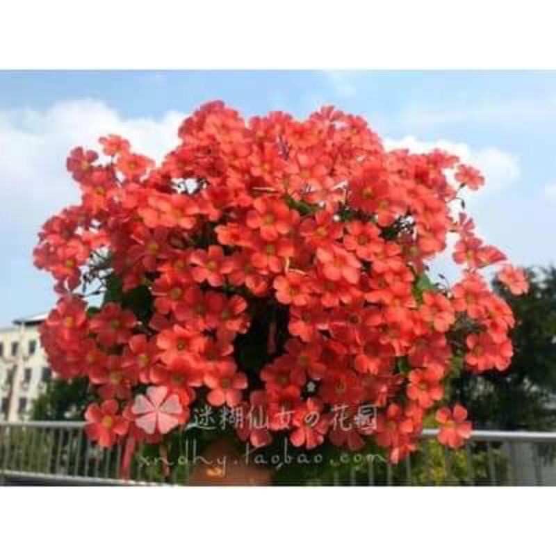 củ hoa oxalis (combo 5 củ)