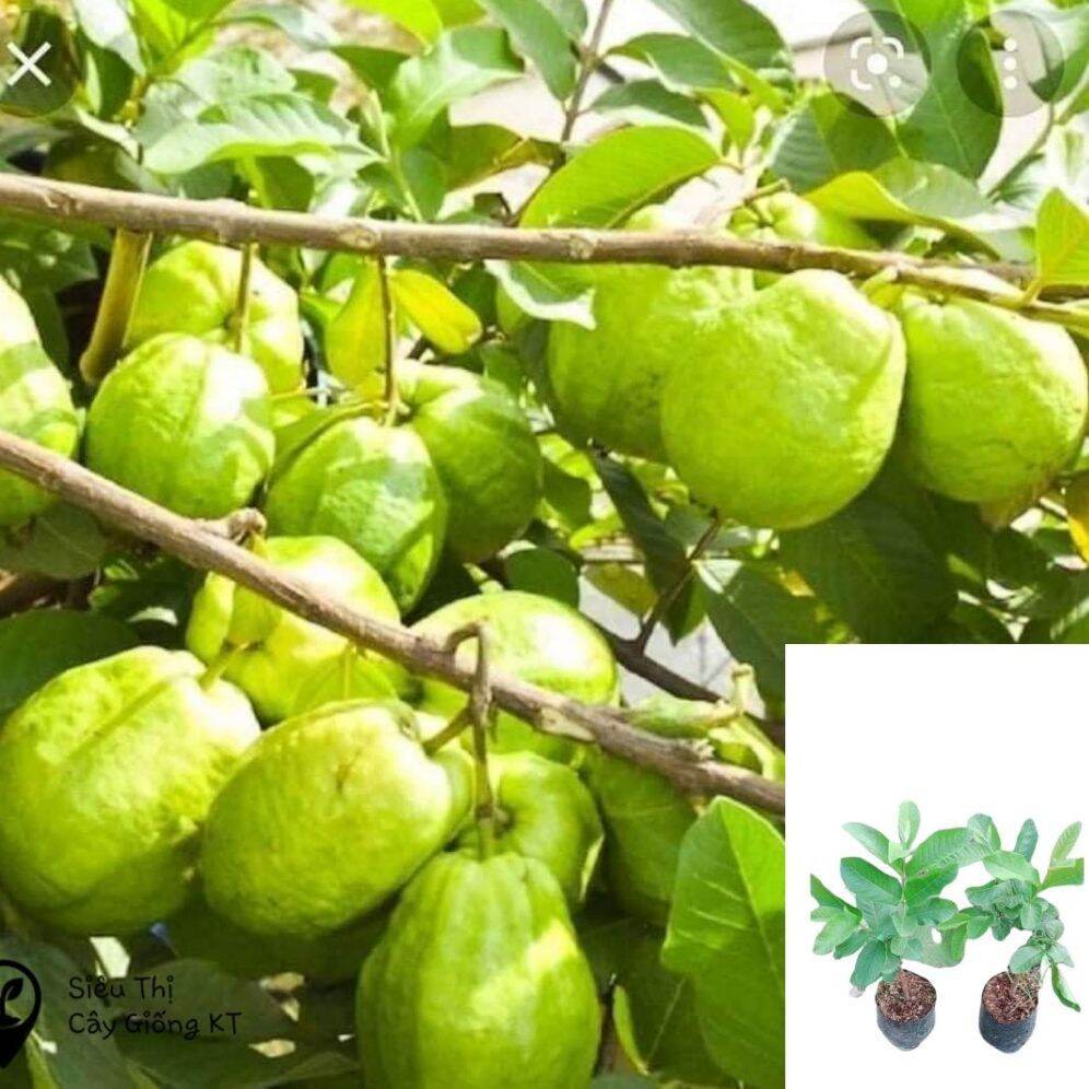 Cây giống ổi lê Đài Loan sai trái có thể trồng trong thùng xốp.