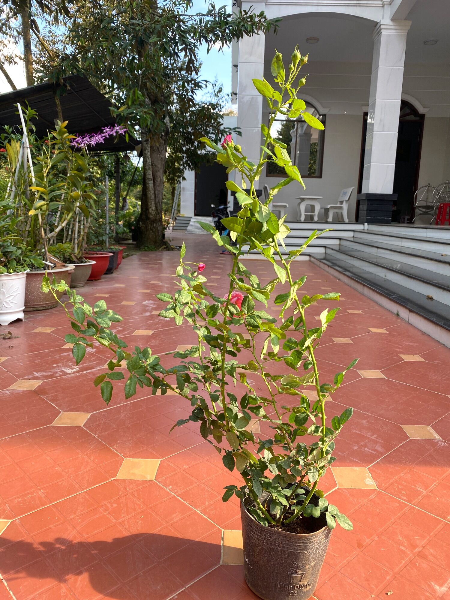 Hoa hồng leo Constance Rose - hoa chùm