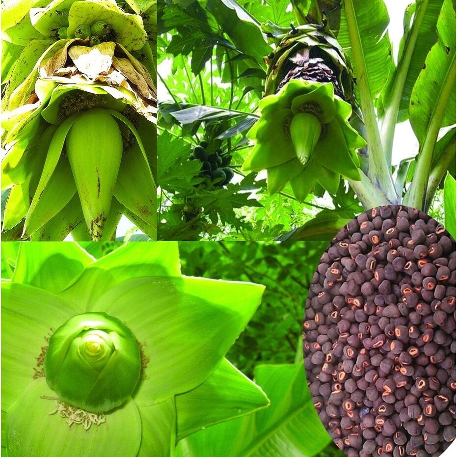 Hạt chuối cô đơn 1kg