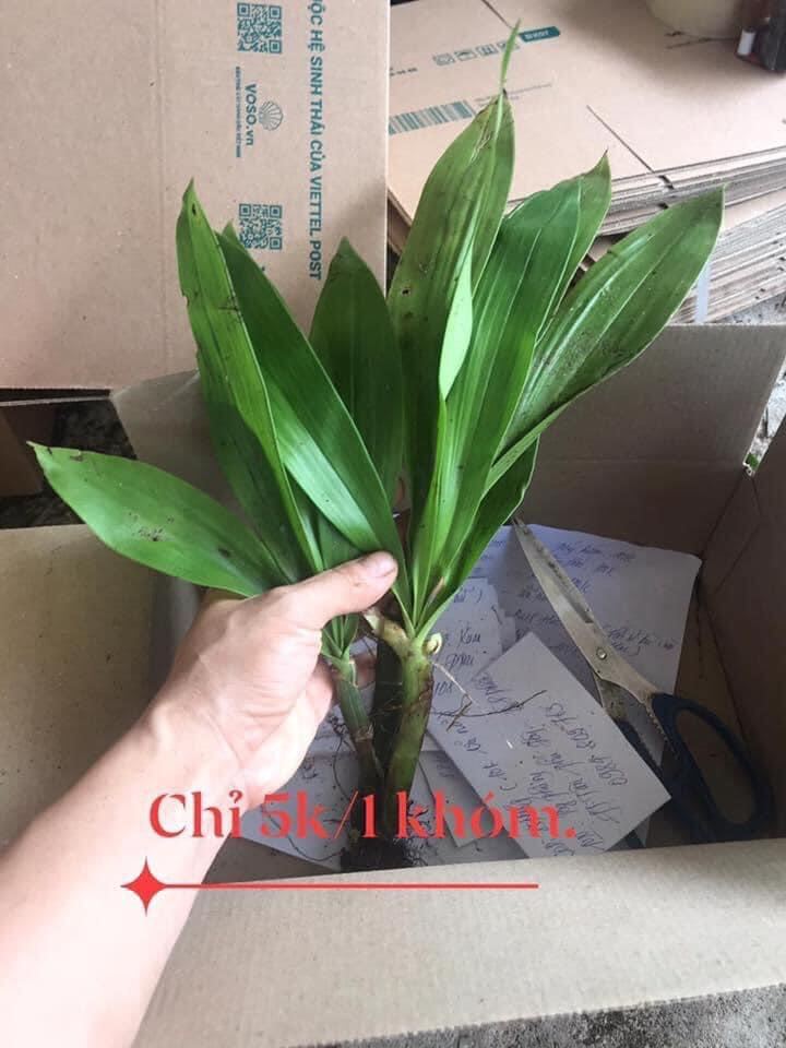 hoa lan vũ nữ hoàng hậu