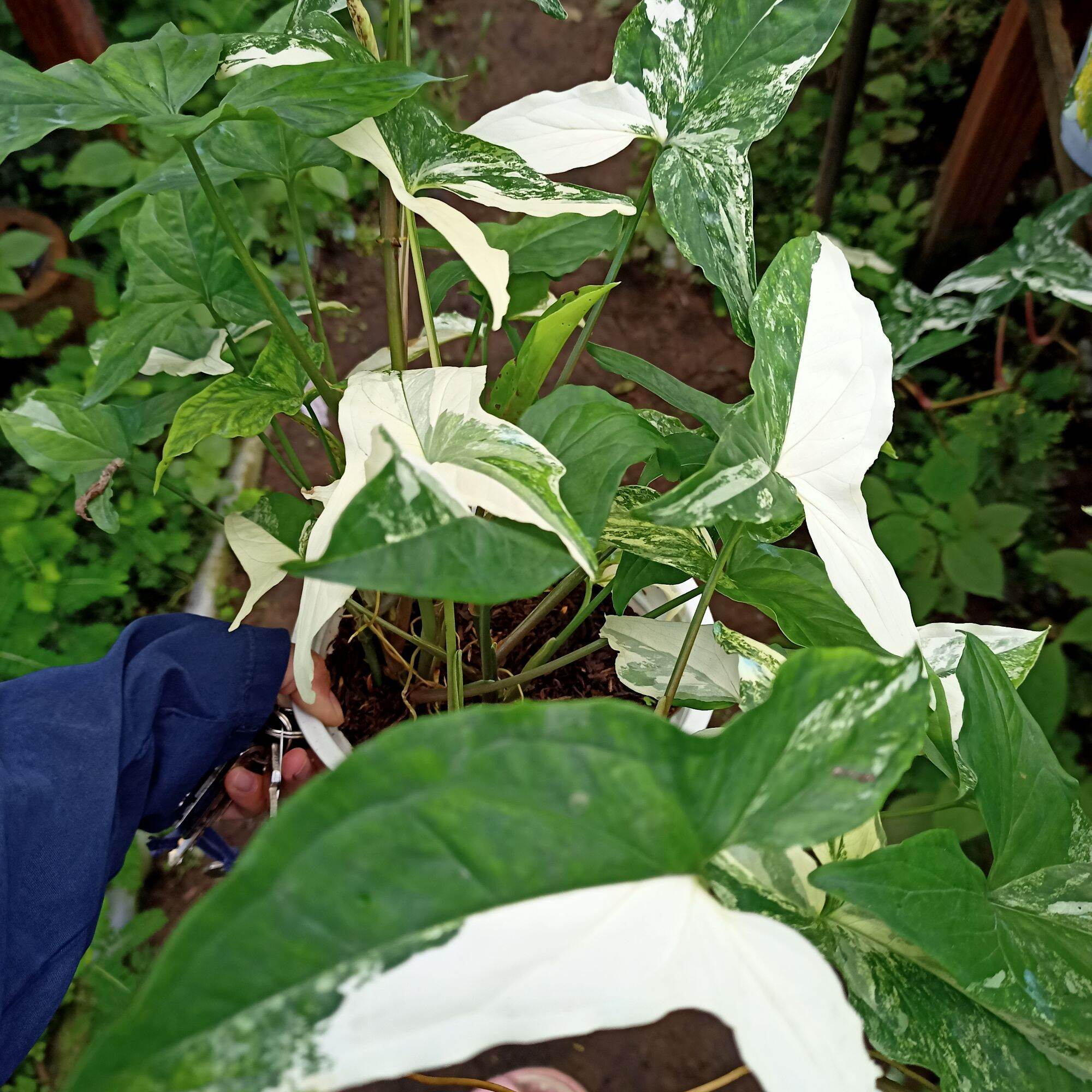 Chậu cây syngonium albo