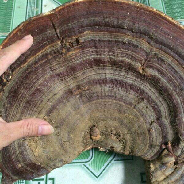 1kg nấm linh chi rừng