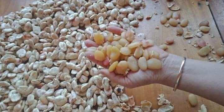 Hạt sang hạt sành mua 2 tặng 1
