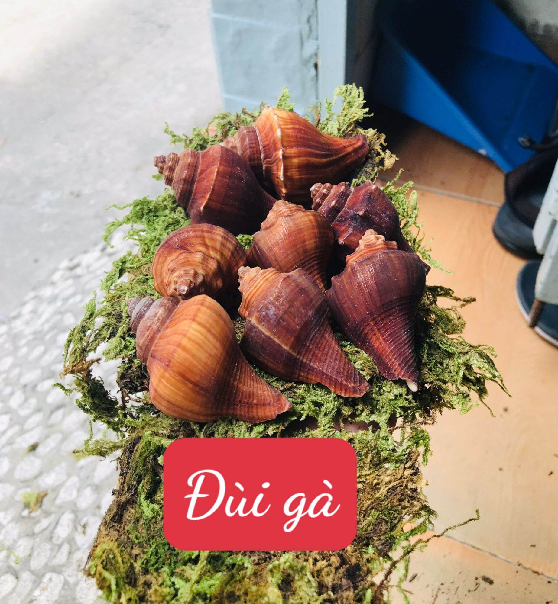 Vỏ Đùi Gà trang trí hồ cá, dùng cho ốc mượn hồn
