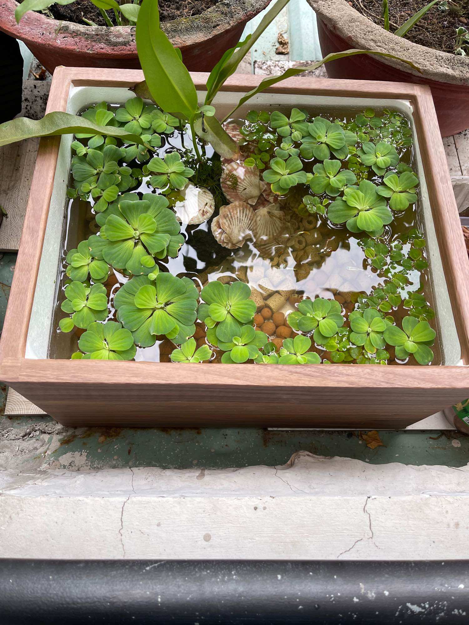 Thùng mút nuôi cá trồng cây size 45cm