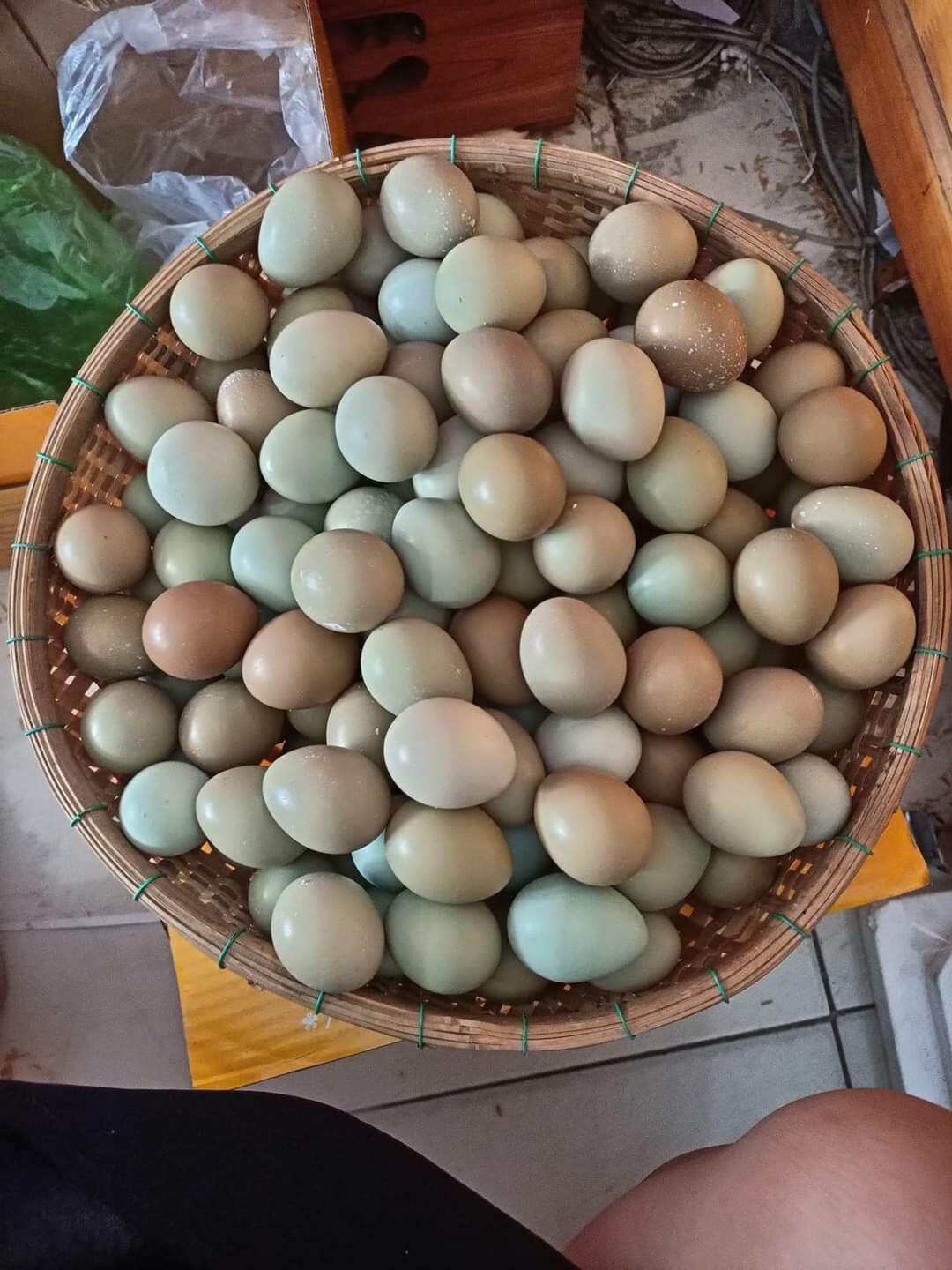 10 Trứng chim trĩ ấp nở bao tỉ lệ 7/10