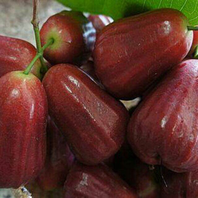 Cây mận An phước