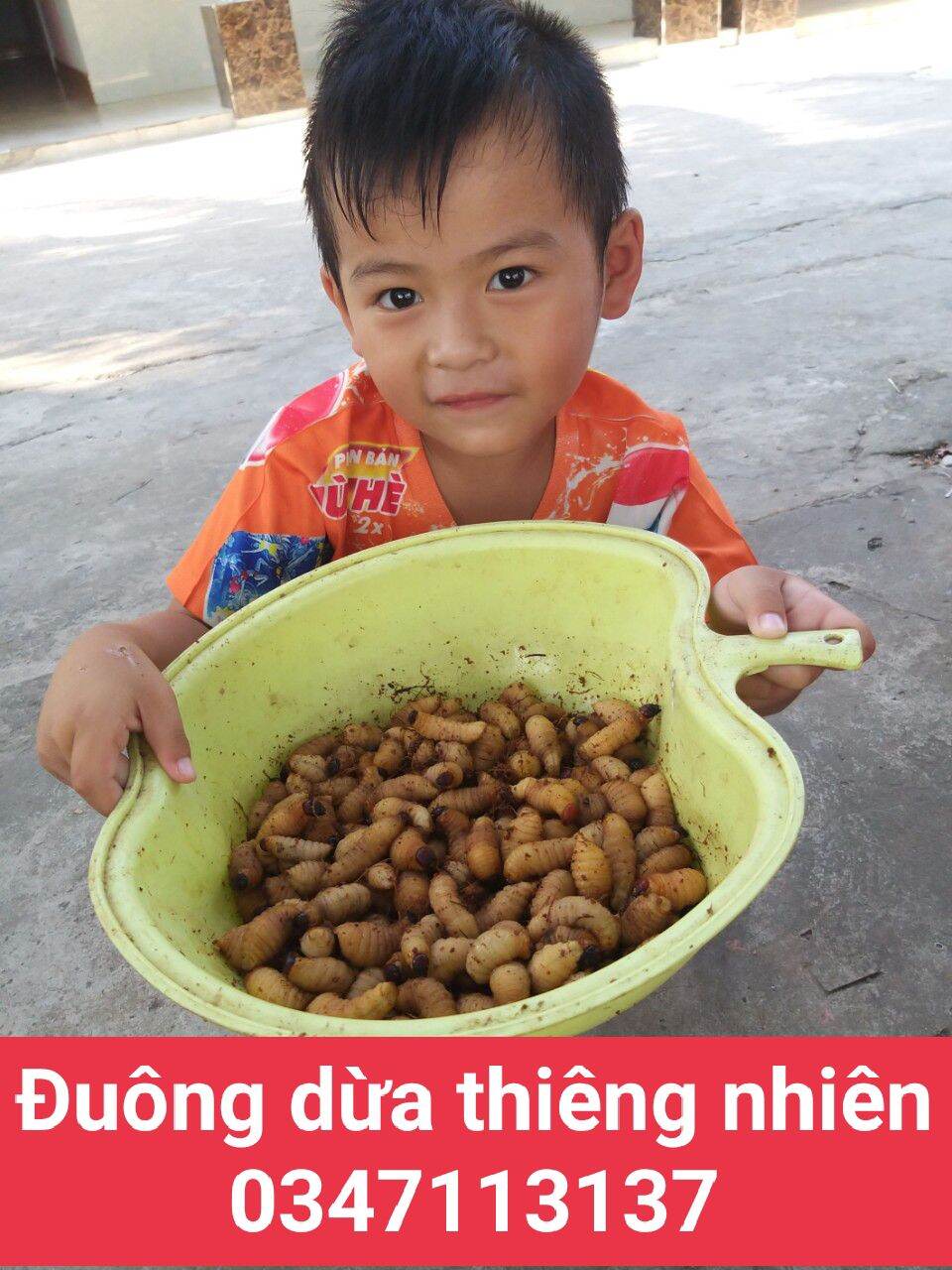 đuông dừa bến tre (combo 15 con 100k)