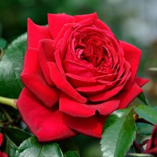 Hoa hồng leo Republic de Montmartre rose - cây khoẻ, dễ trồng, hoa thơm