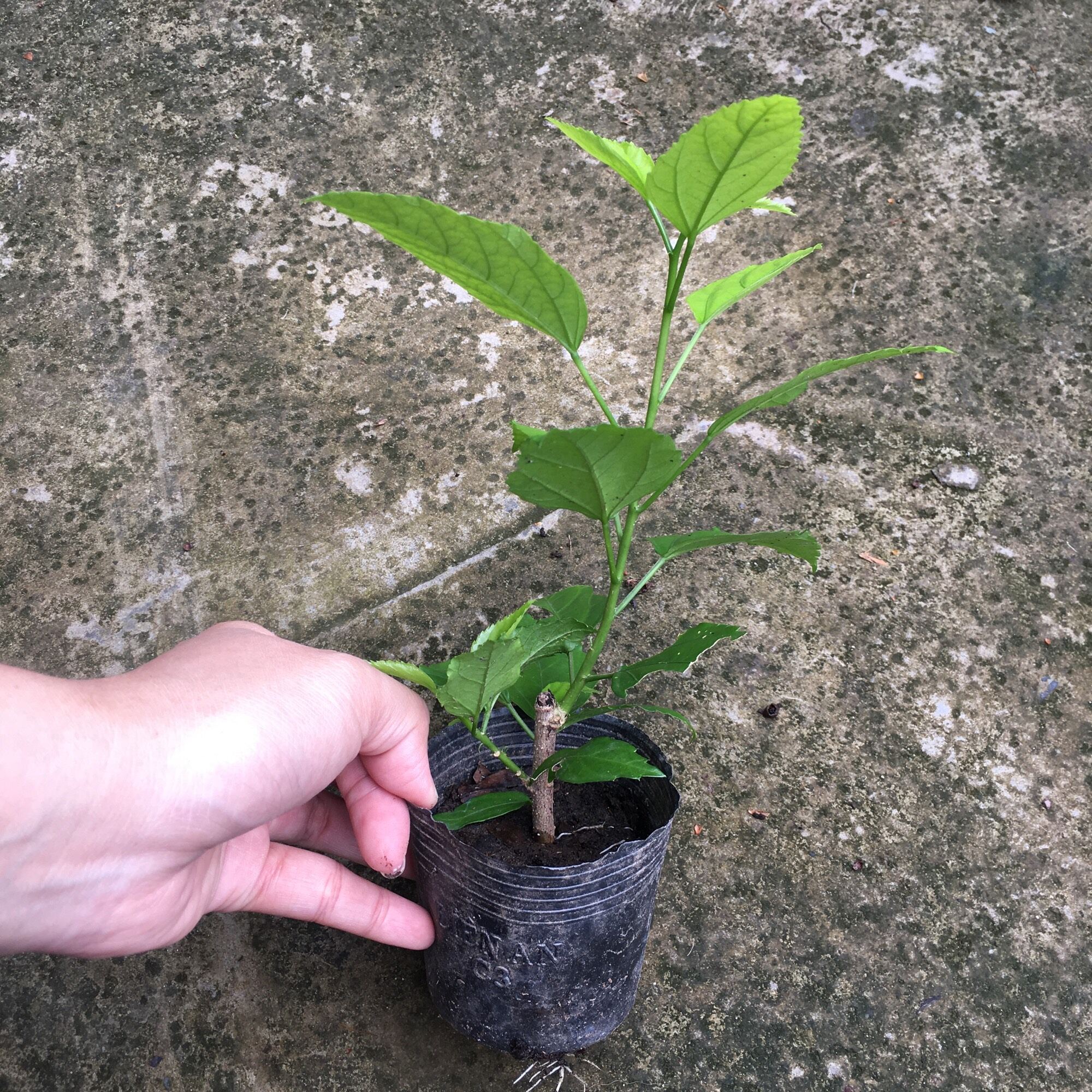 Cây giống râm bụt lồng đèn cổ cánh phượng