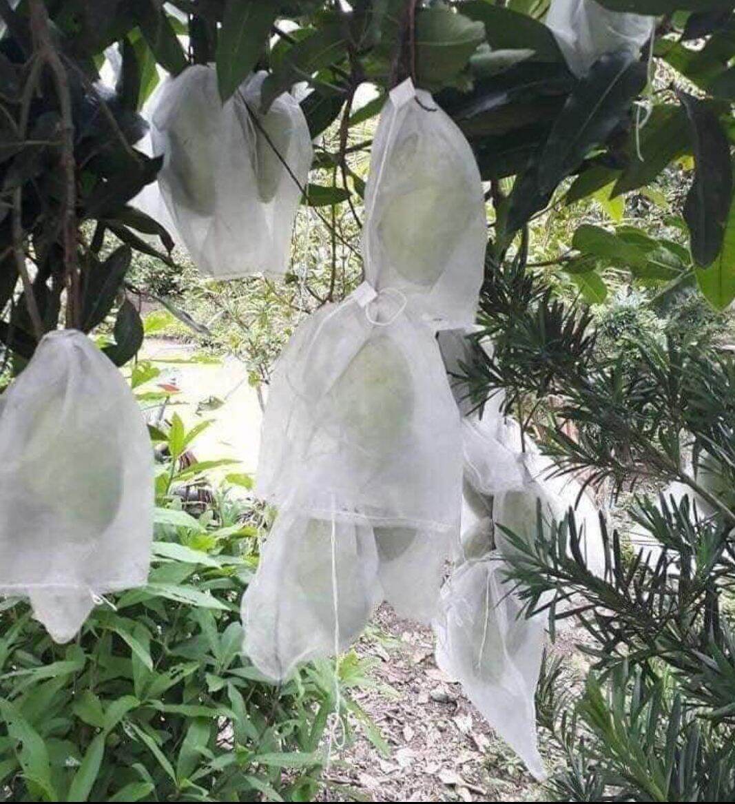Bọc xoài, boc nho, bọc khổ qua được luôn nhé 50 cái