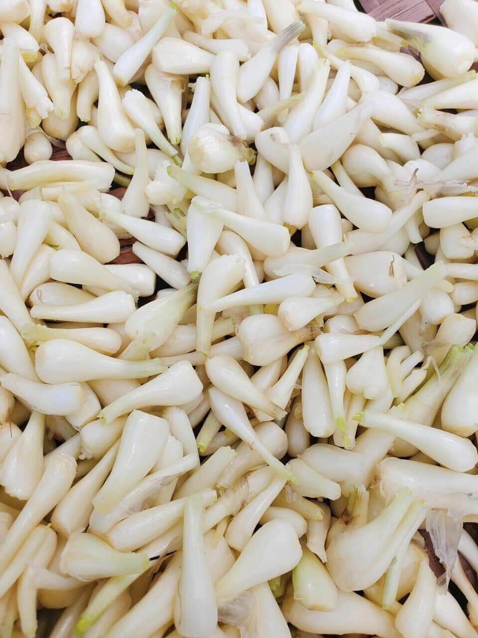 500g củ kiệu tươi