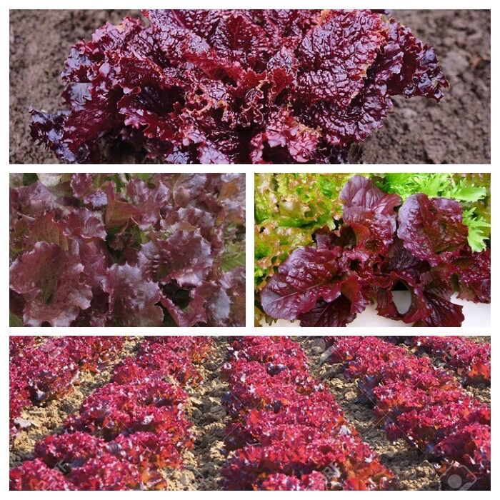 Hạt Giống Xà Lách Tím Lollo Rossa.