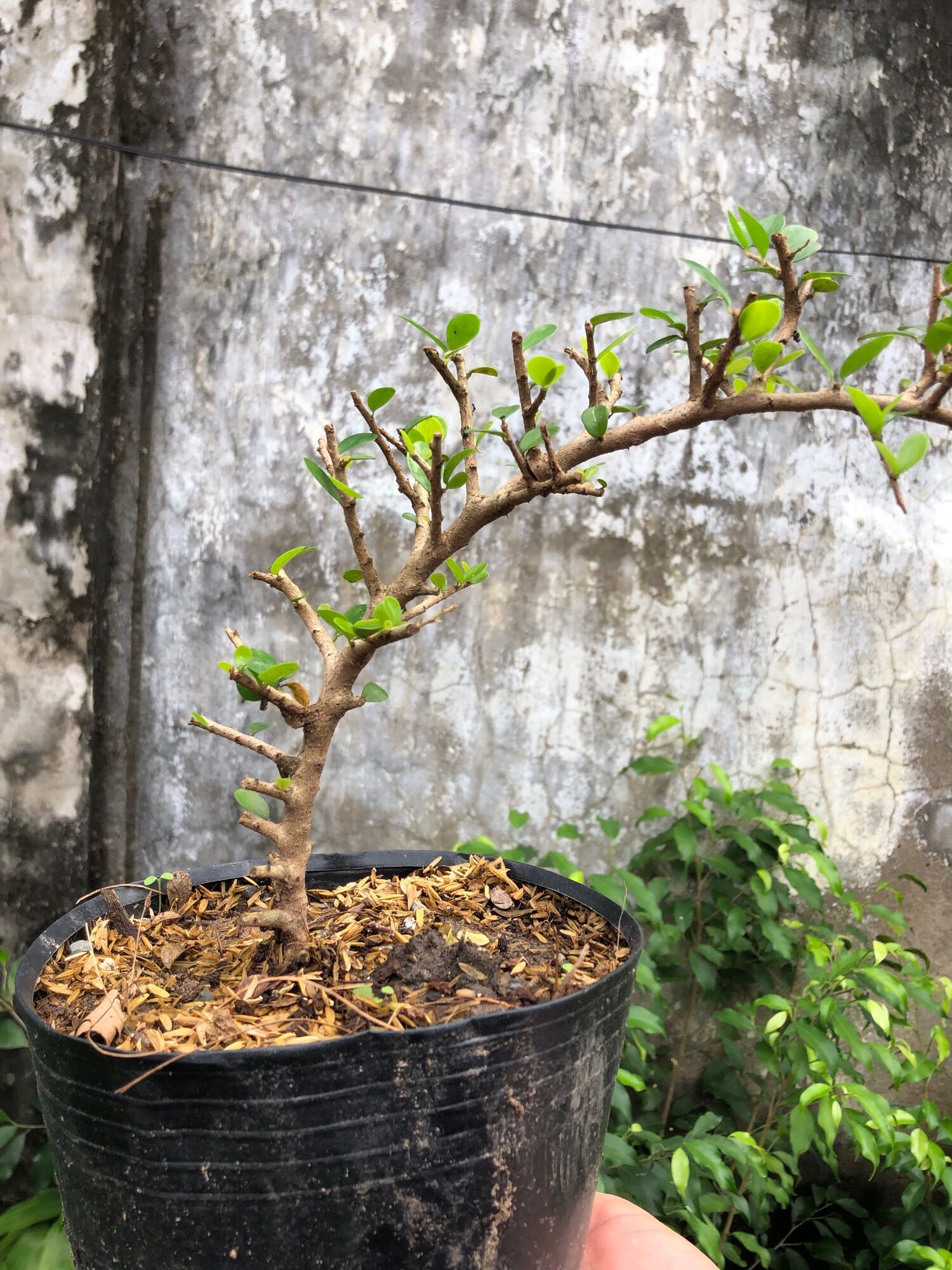 Cây sam núi trái-cây phong thuỷ, làm tiểu cảnh, trang trí hòn non bộ ....