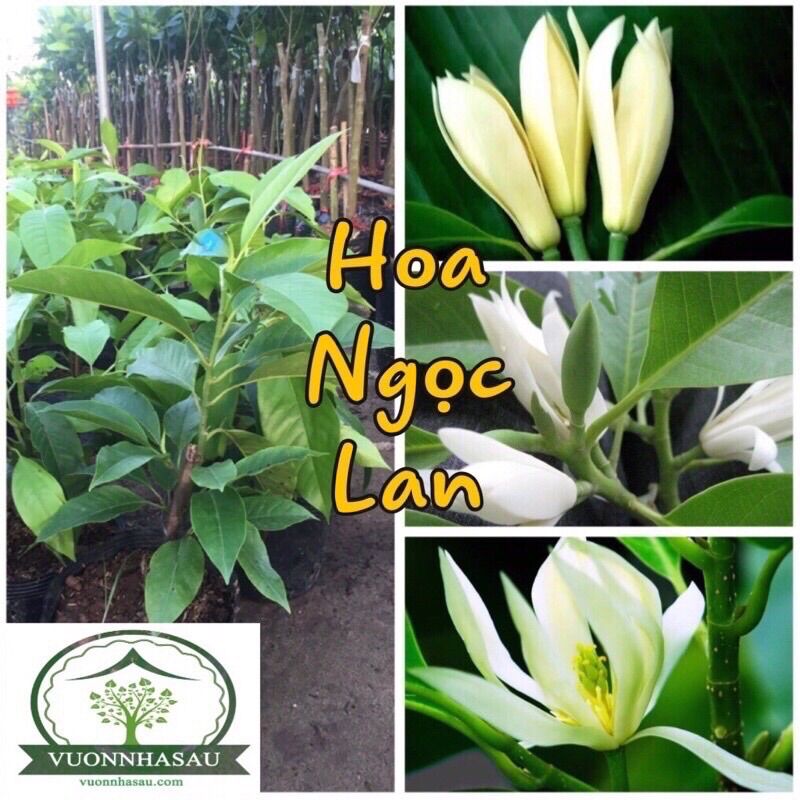 Cây Giống Hoa Ngọc La(Hoàng Lan)