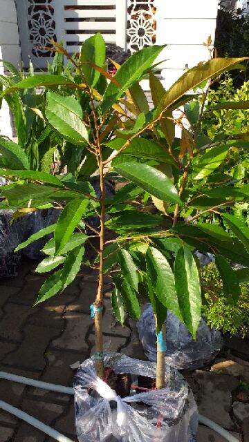 Cây sầu riêng monthong thái lan, bầu to, gốc to, cây đẹp cao từ 100cm.