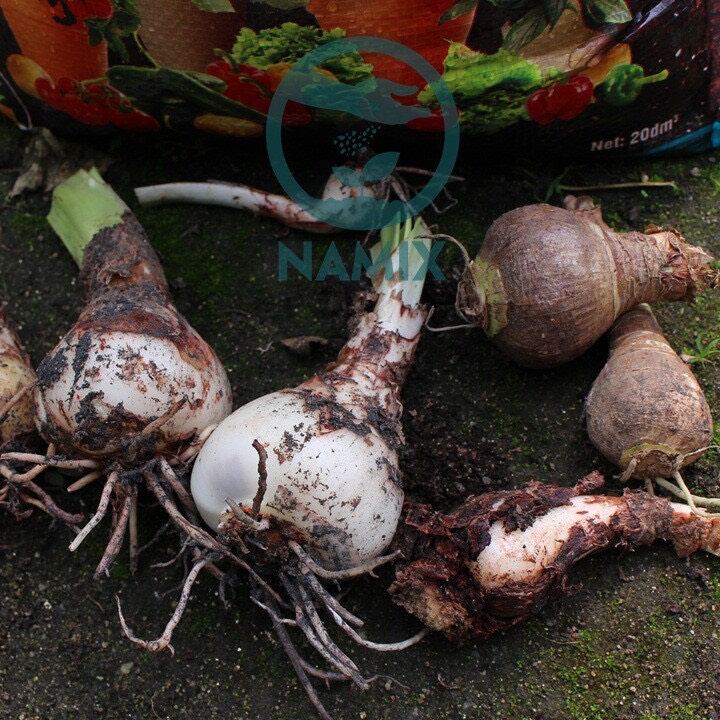 củ tiên ông hoa tết