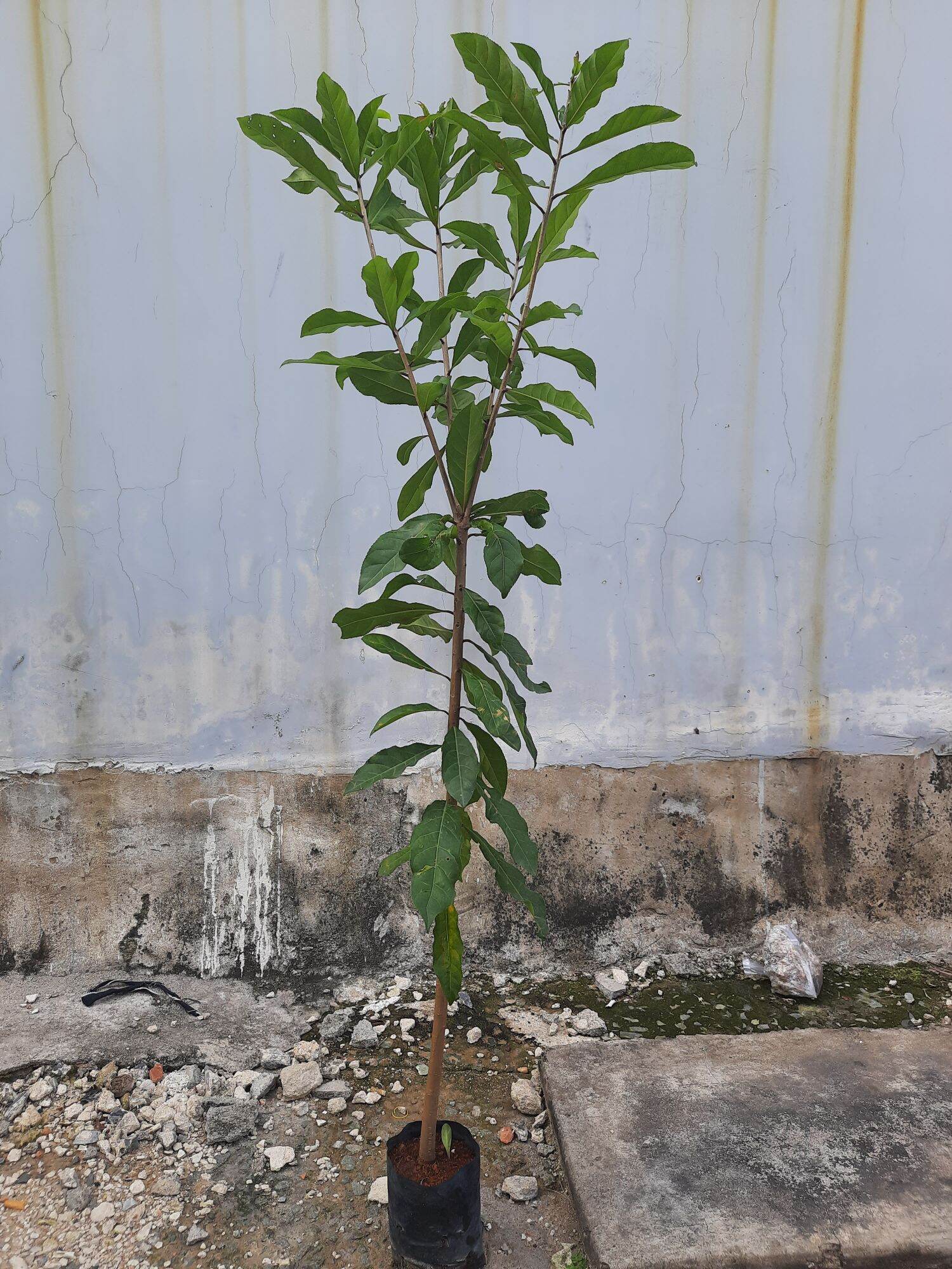 Cây lộc vừng hoa đỏ cao khoảng 1m