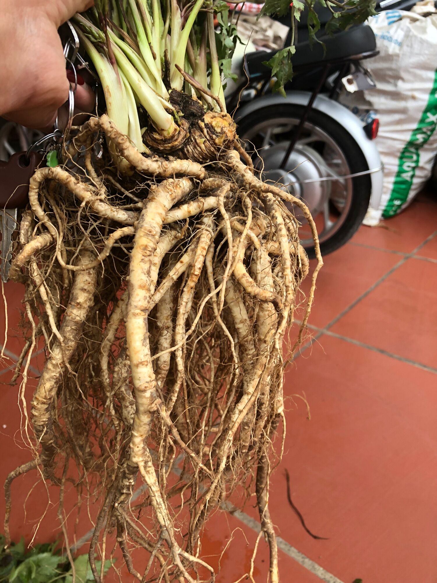Sâm đương quy 1kg/củ (200k)