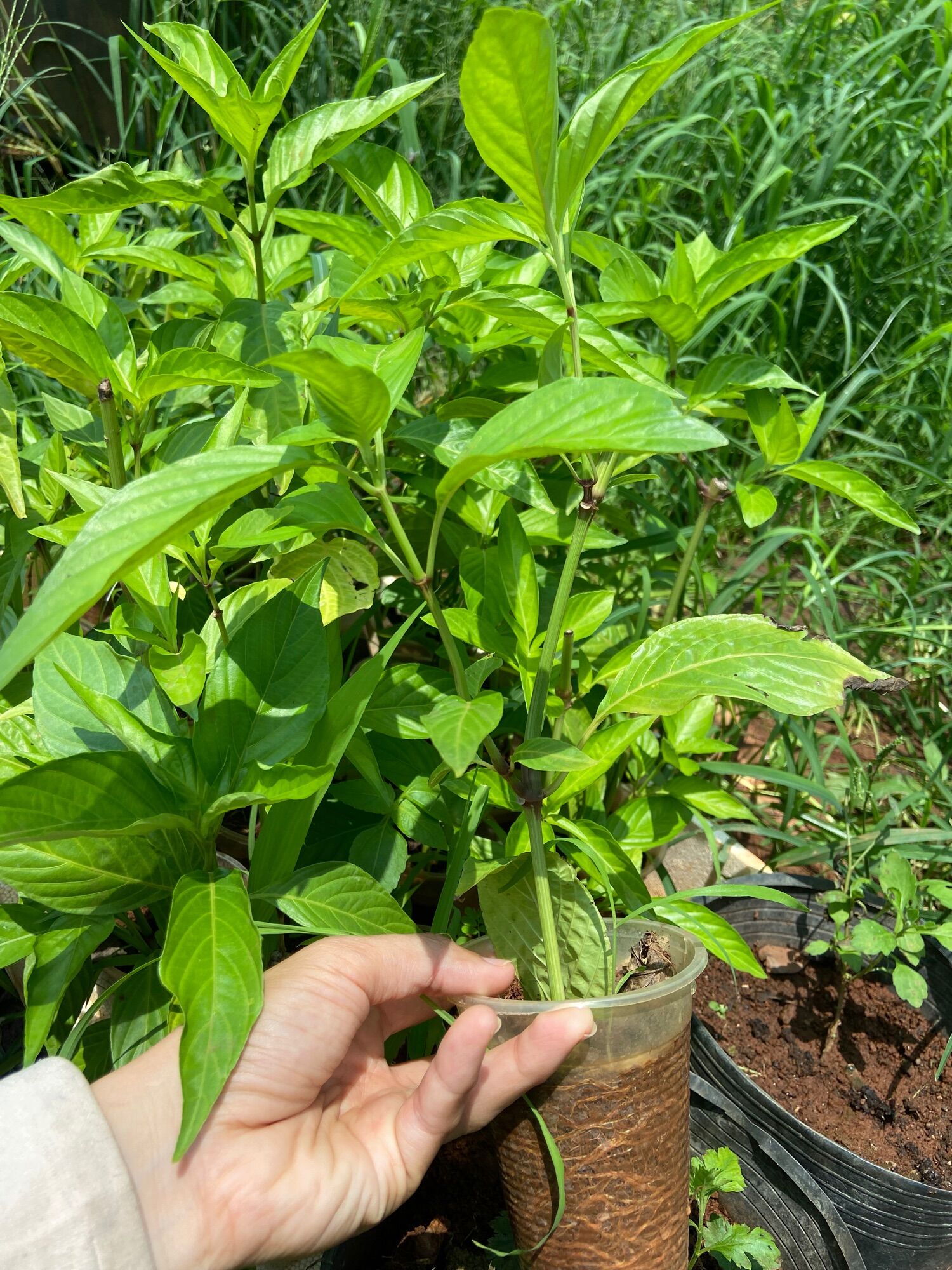 Cây giống lá cẩm tím, đỏ