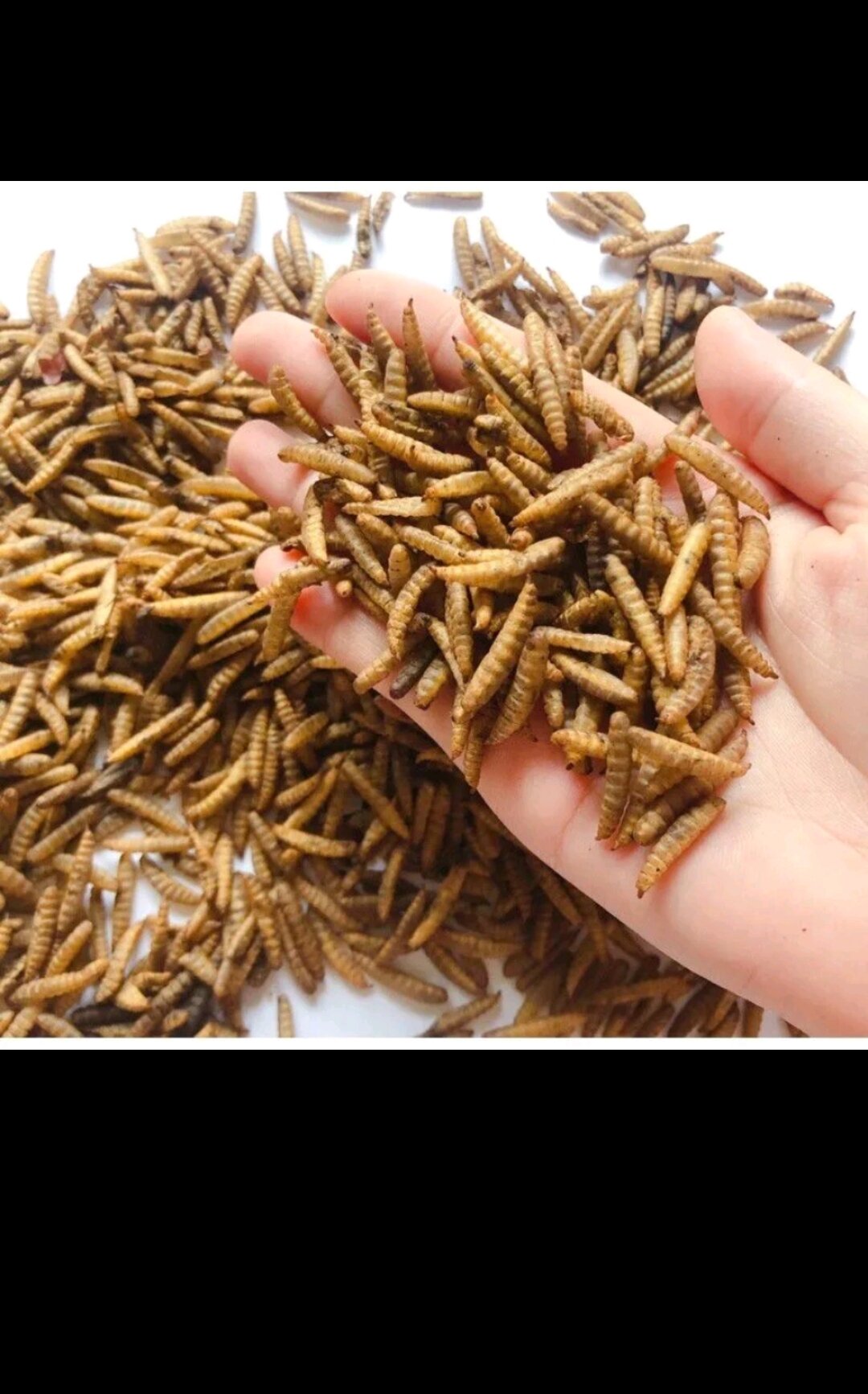SÂU CANXI SẤY KHÔ (dùng cho bò sát hủ 100g)