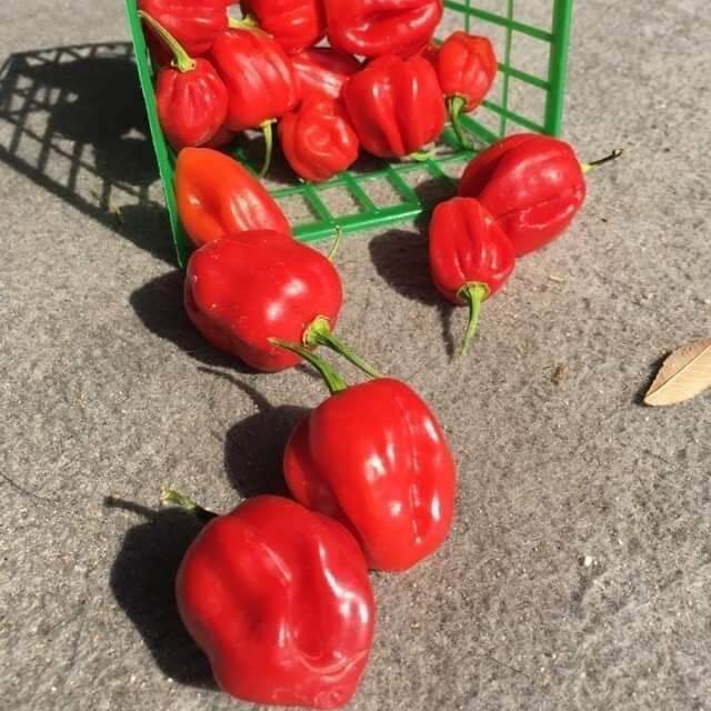 Hạt ớt siêu cay red habanero gói 5 hạt