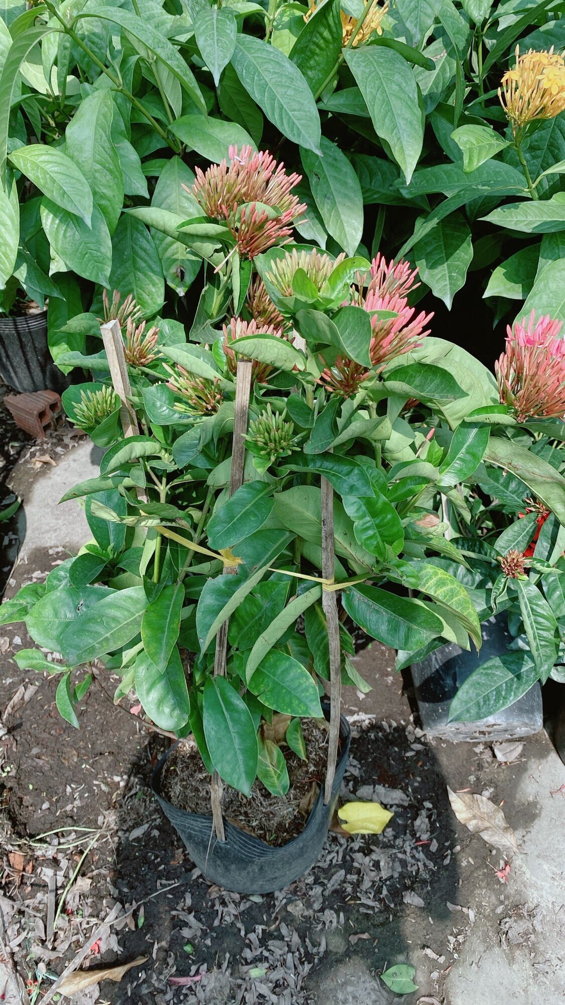 Cây Hoa Trang Mỹ Màu Hồng