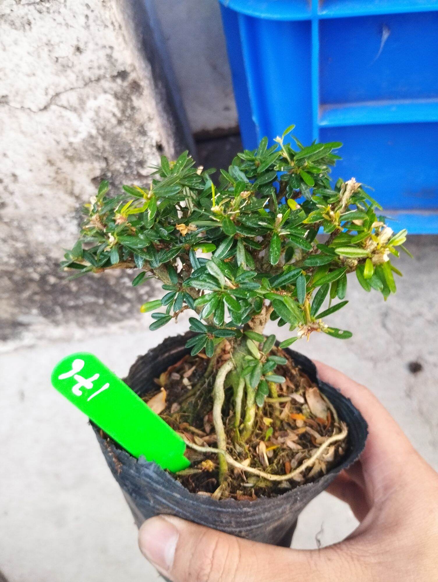 Linh sam 86 mini bonsai ( có sỉ)