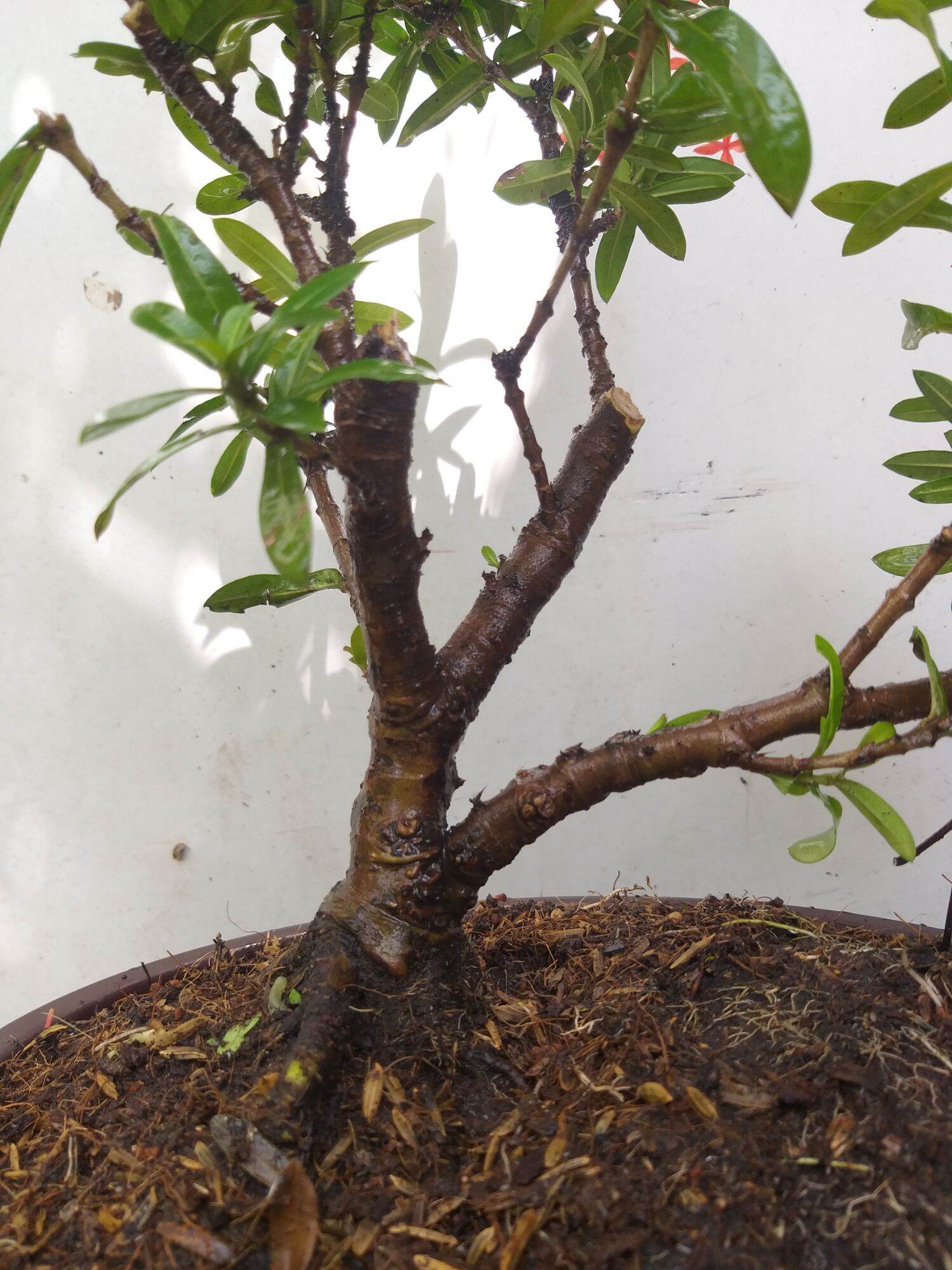 [HCM]Trang đỏ mini bonsai dáng đẹp