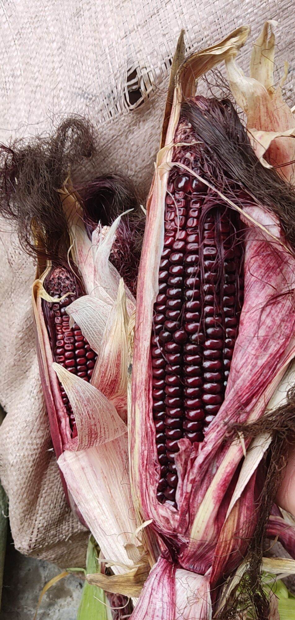 Ngô Tím Nữ Hoàng 1kg ( ngâm rượu cực thơm)