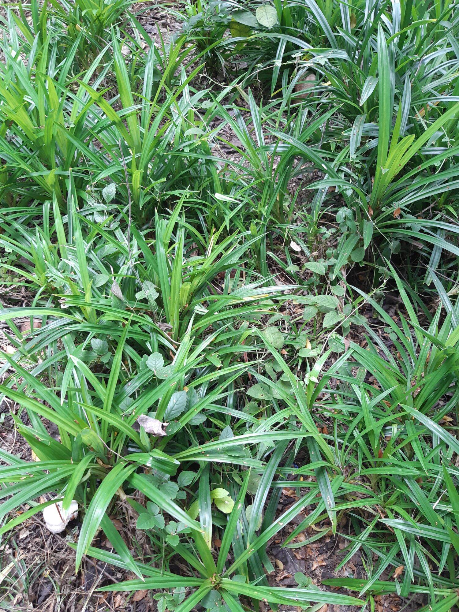 Cây lá dứa ( ảnh thật tại vườn)