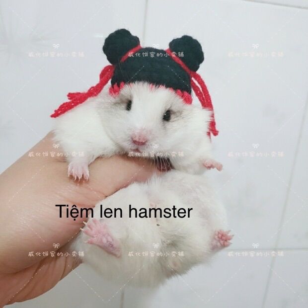 Nón mũ cho hamster mẫu puca