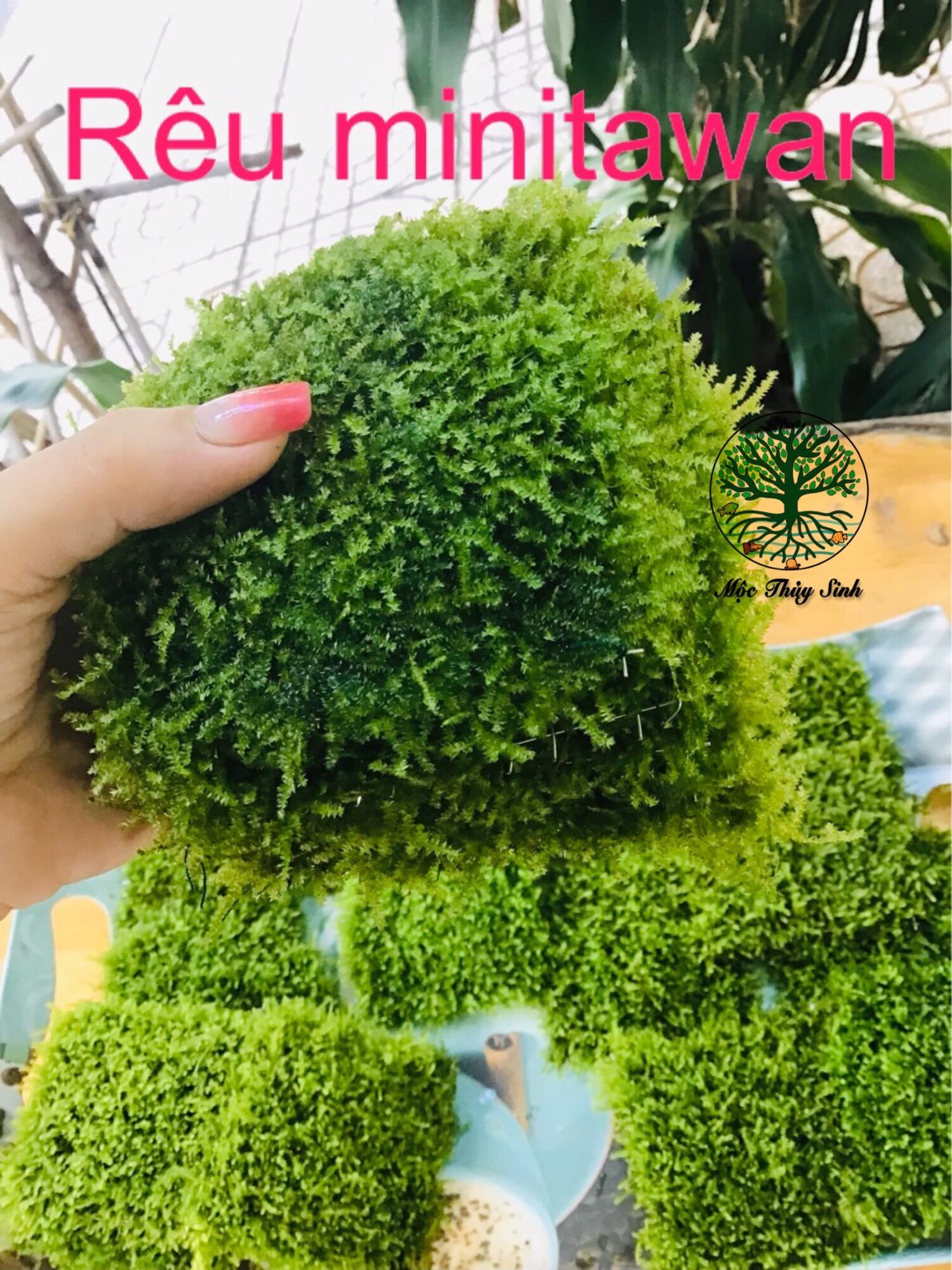 Vỉ Rêu Mini Taiwan - Gắn Lũa, Đá- Siêu đẹp, siêu lung linh - Mộc Thuỷ Sinh Thủ Đức