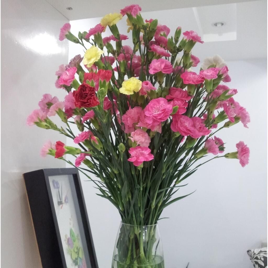 Hạt giống hoa Cẩm chướng(gói 100hạt)