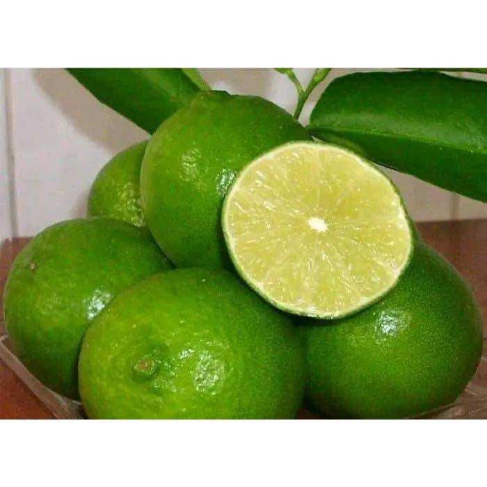 Cây giống chanh lùn tứ quý (1bầu cây cao 35cm)